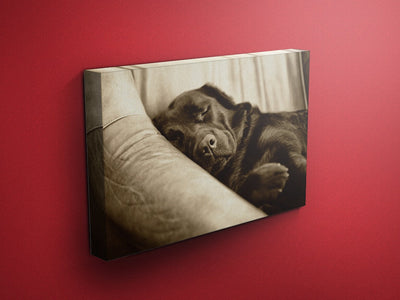 Dilly Creases Labrador Canvas