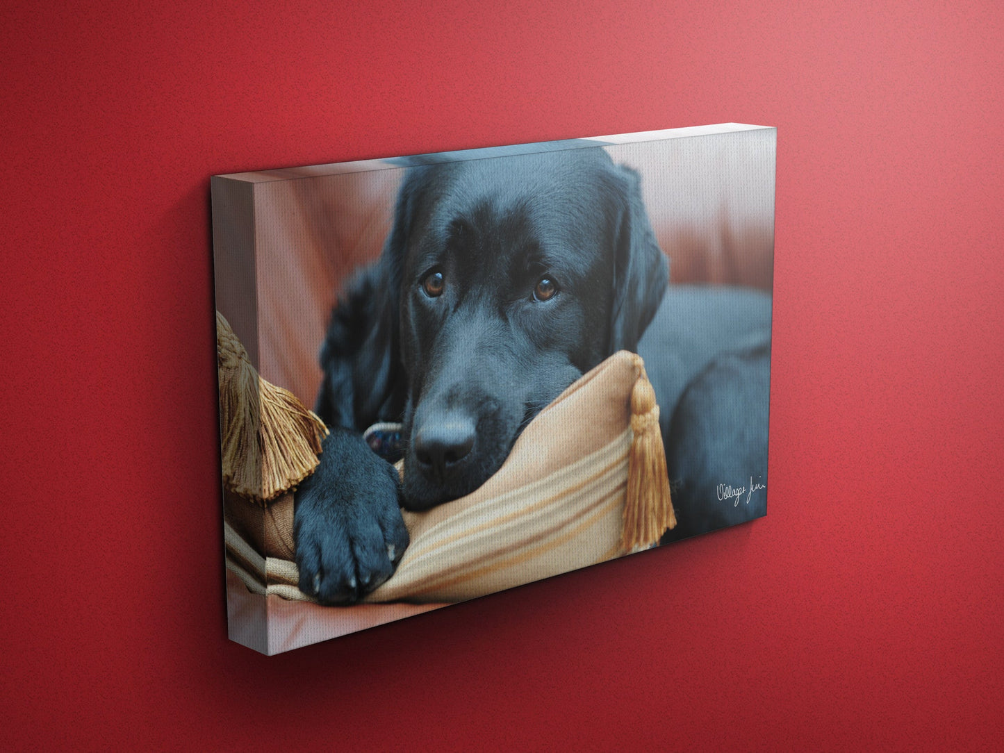 Peek a Boo Labrador  Canvas SIGNATURE COLLECTION