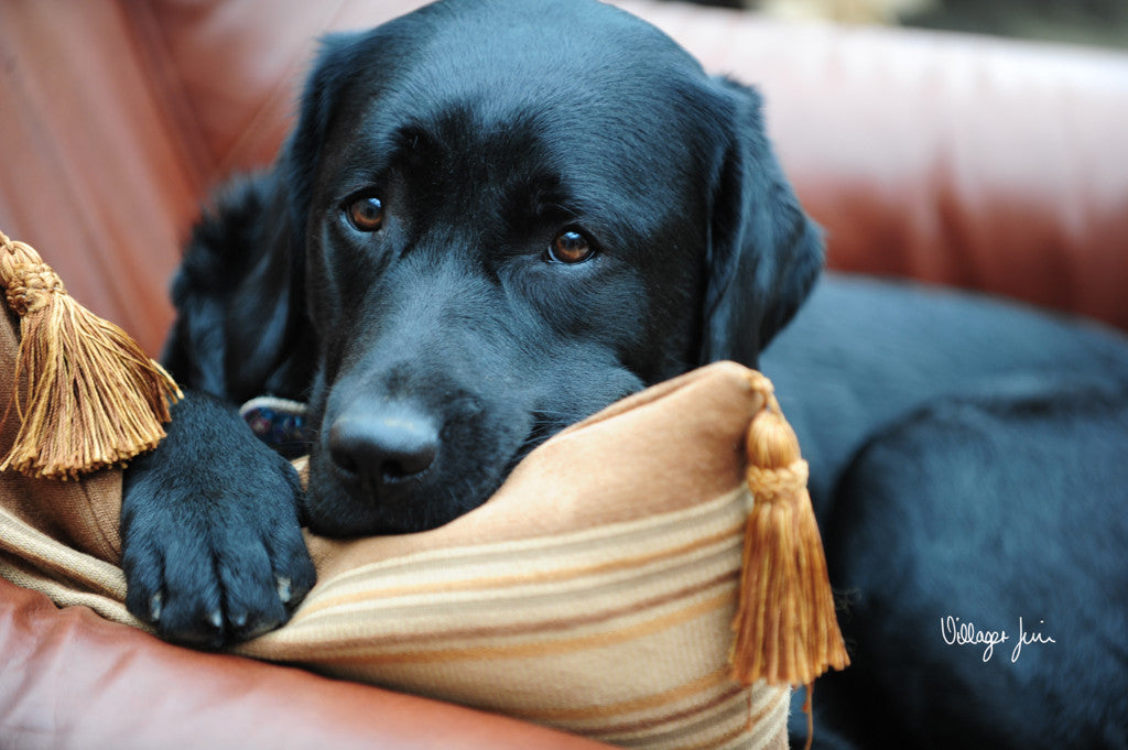 Peek a Boo Labrador  Canvas SIGNATURE COLLECTION